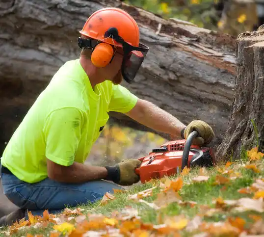 tree services Seymour